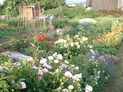 Portishead Allotments Assn Home