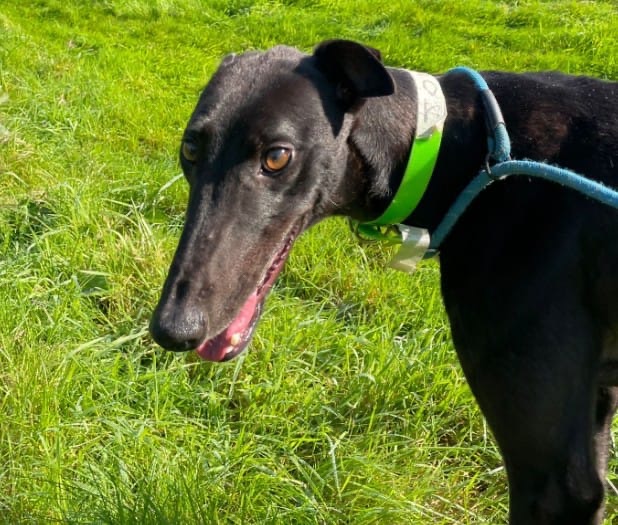 Greyhound Trust Shropshire & Borders John