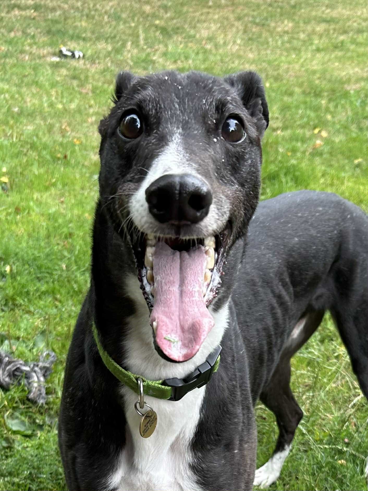 Greyhound Trust Shropshire & Borders Gizmo