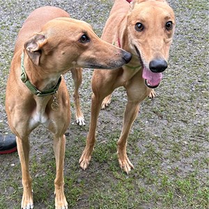 Greyhound Trust Shropshire & Borders Bailey