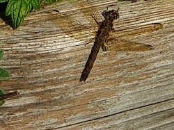 MINTING, GAUTBY & DISTRICT HERITAGE SOCIETY Local Fauna and Flora
