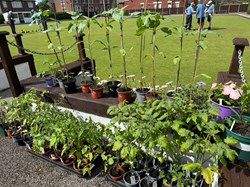 Plant Sale 2024