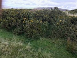 Over Mature Gorse