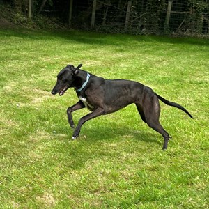 Greyhound Trust Shropshire & Borders Hazel