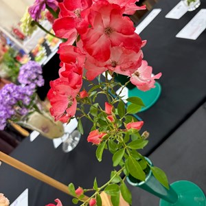 Mannings Heath & District Horticultural Society Photo Gallery