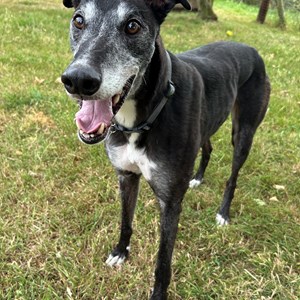 Buddy - in foster.