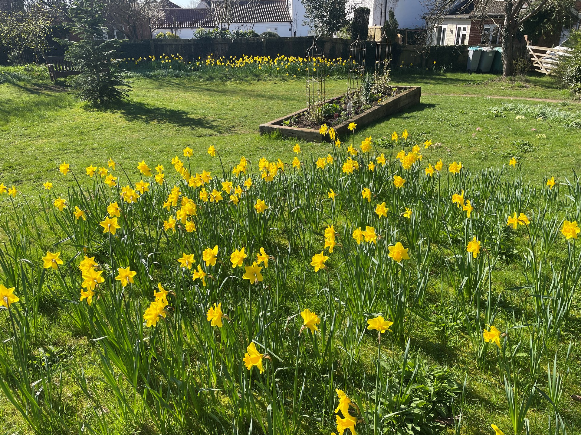 Daffodils in bloom in Collies Garden (18 March 2026)