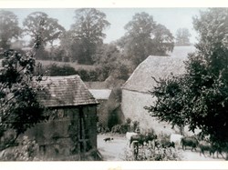 Berryhill Cottage in the centre, house in foregraound and barn (since demolished). Unnamed cowman, cows and dog.