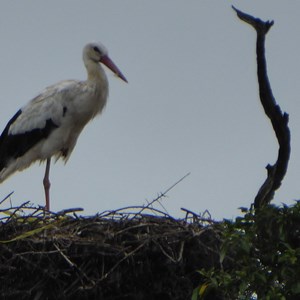 Kneep - Stork