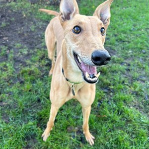 Greyhound Trust Shropshire & Borders Bailey