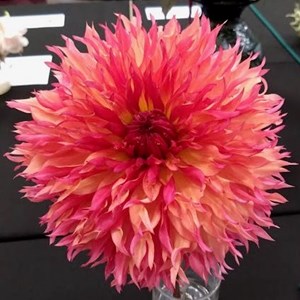 Mannings Heath & District Horticultural Society Summer Show 2025