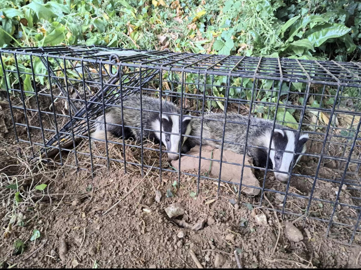 Badgers being Vaccinated