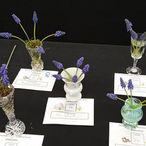 Mannings Heath & District Horticultural Society Photo Gallery