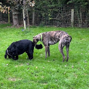 Greyhound Trust Shropshire & Borders Boo