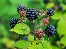Sustainable Bourne Valley Blackberry Patch
