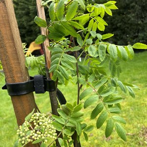 Asenby Parish Council The Community Park
