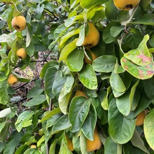 Quinces - Ann Ricou