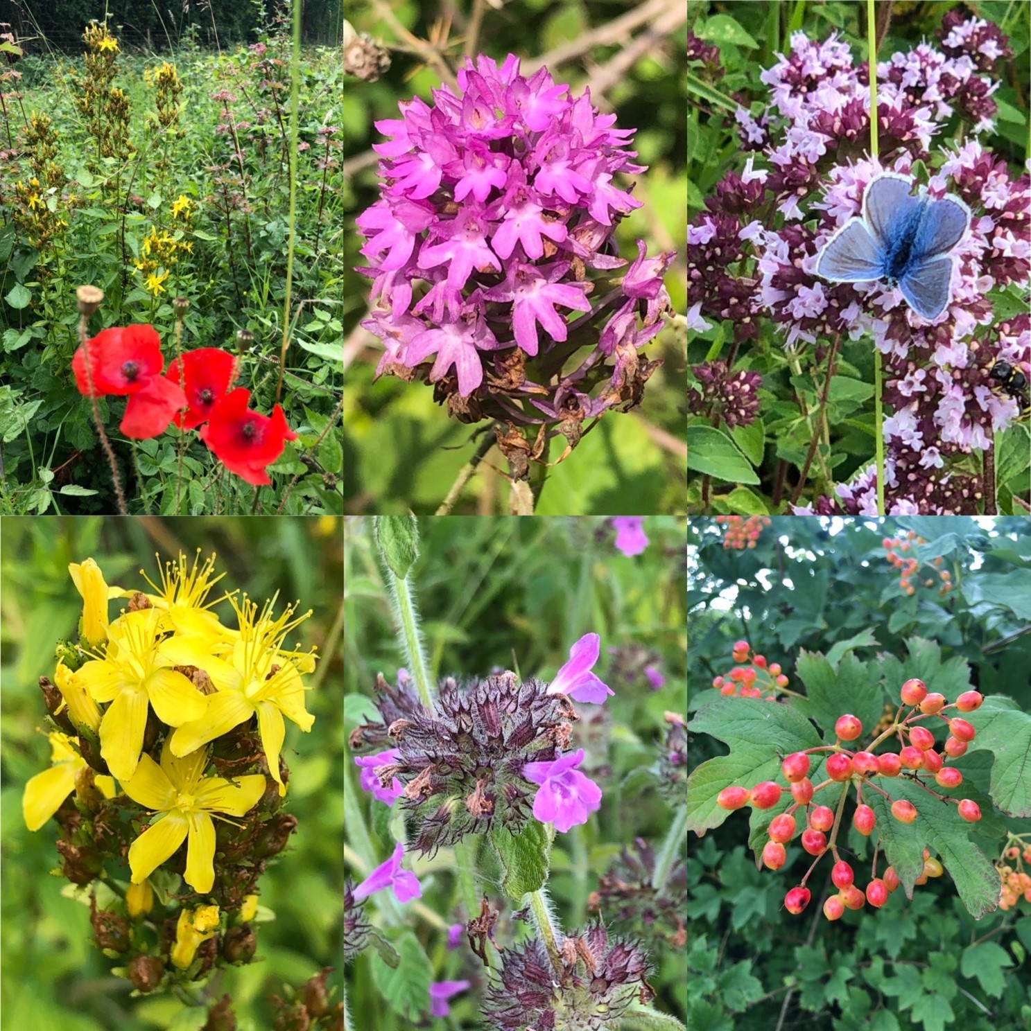 Selection of wild flowers from Teers Meadow (clockwise from top left) – common poppy, pyramidal orchid, wild marjoram with common blue butterfly, guelder rose, wild basil, hairy St John’s wort.