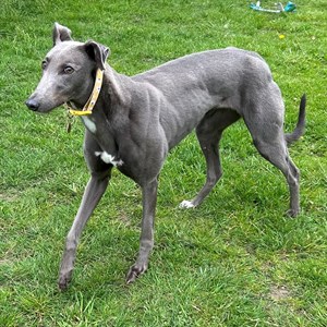 Greyhound Trust Shropshire & Borders Holly