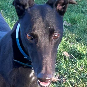 Greyhound Trust Shropshire & Borders Val