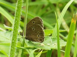 Ringlet