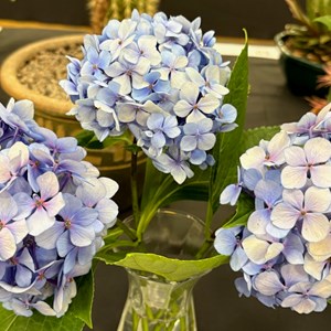 Mannings Heath & District Horticultural Society Photo Gallery