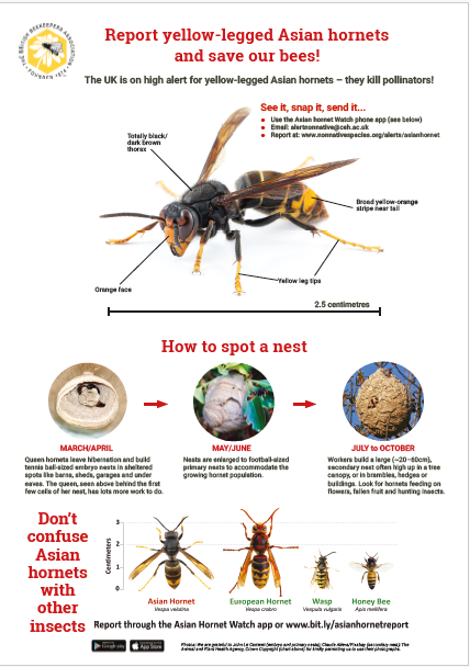 Buckland Dinham Asian Hornets