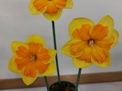 Bucklebury and Marlston Horticultural Society Spring Show Report 2026