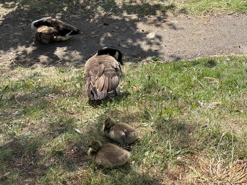 Canadian Geese