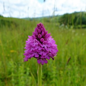 Pyramidal Orchid, Berwick - Claire Whatley