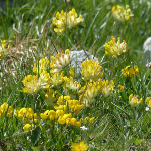 Kidney Vetch