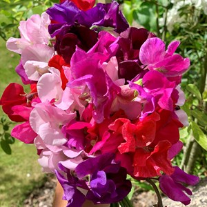 Summer Sweet Peas - Alice Chen Gould