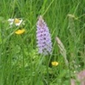 Speldhurst Parish Council Pocket Park Project