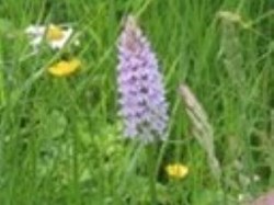 Speldhurst Parish Council Pocket Park Project