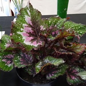 Mannings Heath & District Horticultural Society Photo Gallery