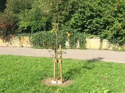 The Friends of Scarborough Valley Gardens Home