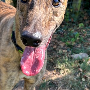 Greyhound Trust Shropshire & Borders Sapphire