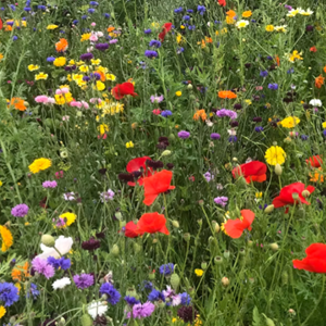 Look out for Poppies, Cornflowers, Corn marigolds, Corncockle and Corn Chamomile