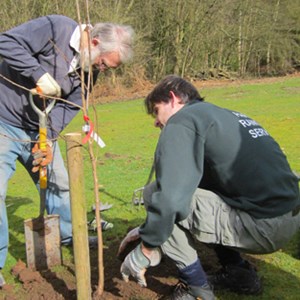 Planting the first of 20 fruit trees trees
