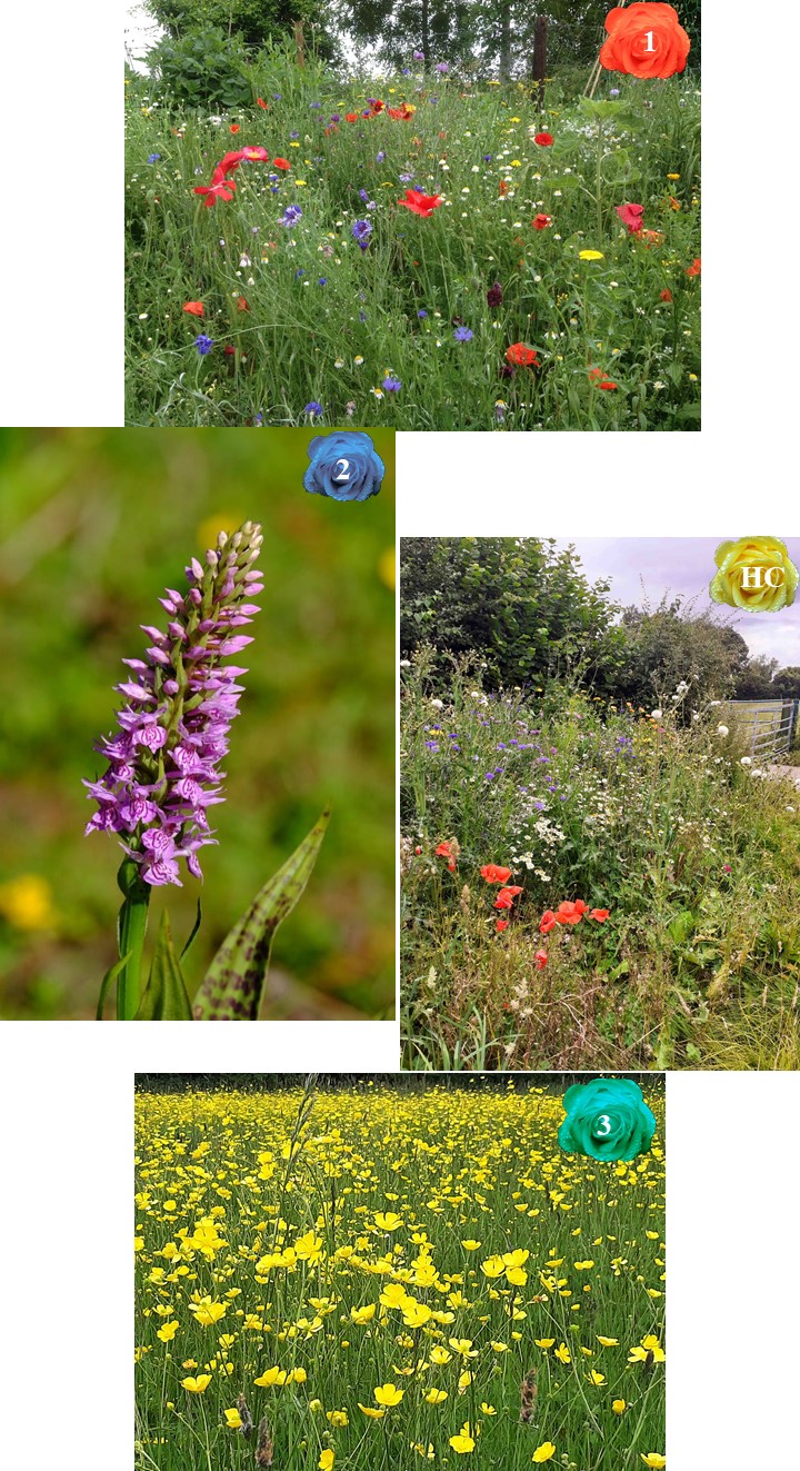 West Meon Garden Club FLOWERS (in situ): Wild flower/s