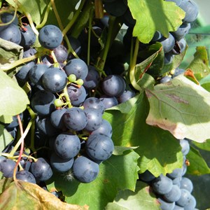 Greenhouse grapes