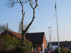 Collingham White Poplar Felled at Village Centre