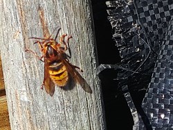 Hornet