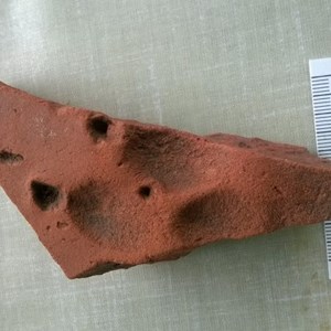 ... a dog paw print in a tile, pads and claw marks clearly visible.