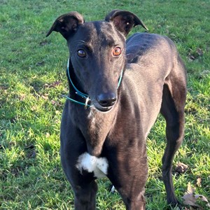 Greyhound Trust Shropshire & Borders Val - with Greyhound Trust North Wales