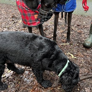 Greyhound Trust Shropshire & Borders Puma