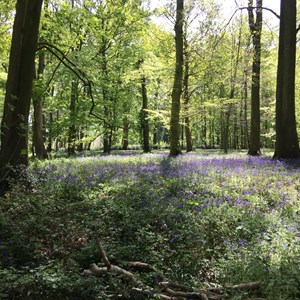 Bluebell wood - Hurstbourne Hill