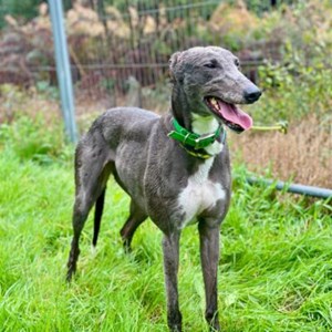 Greyhound Trust Shropshire & Borders Millie - currently at South West Wales.