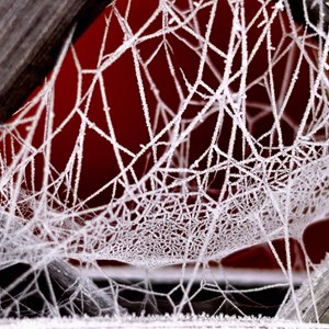 Frosty spiders web