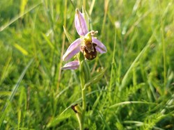 Cannock Wood Parish Council Nature and wildlife